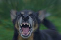 Angry dog photo