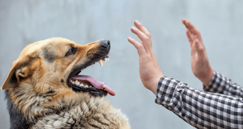 Photo of Agressive dog